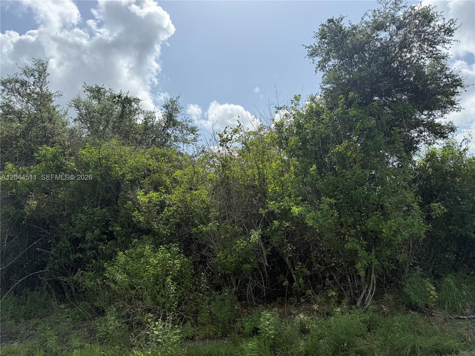 A dense thicket of trees and shrubs stands under a bright, partly cloudy sky — 625 N GRANJA ST, Clewiston FL 33440, CLEWISTON, FL