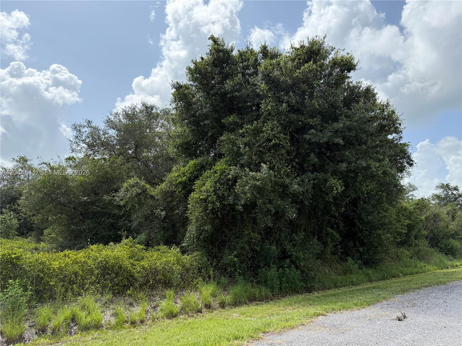 A large, dense cluster of trees and shrubs stands beside a gravel road — 625 N GRANJA ST, Clewiston FL 33440, CLEWISTON, FL