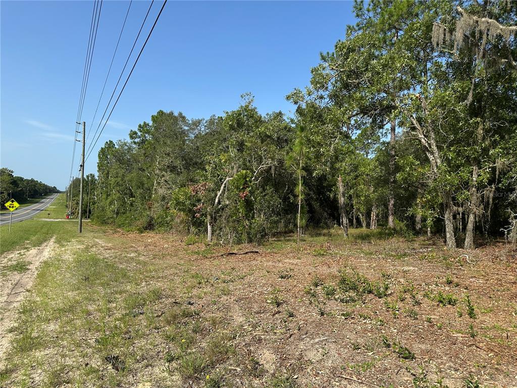 A vacant, wooded lot sits adjacent to a paved road with utility poles — 11274 S FLORIDA AVENUE, FLORAL CITY, FL
