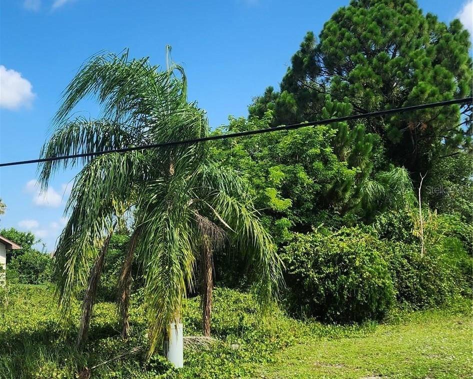 A palm tree stands in a grassy yard in front of dense green trees — 26532 ANGELICA ROAD, PUNTA GORDA, FL