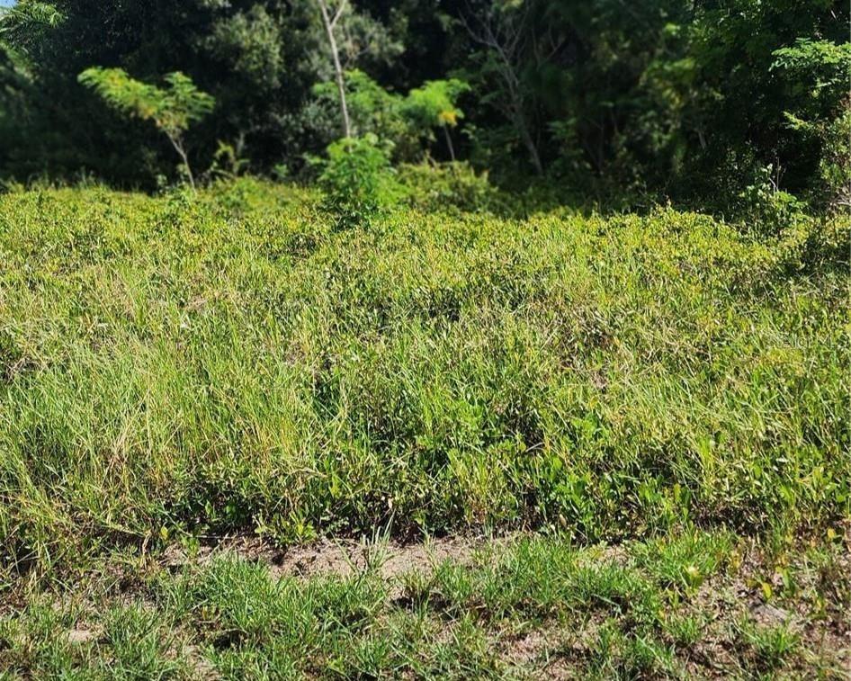 A vacant, grass-covered lot is bordered by dense trees and vegetation in the background — 26532 ANGELICA ROAD, PUNTA GORDA, FL
