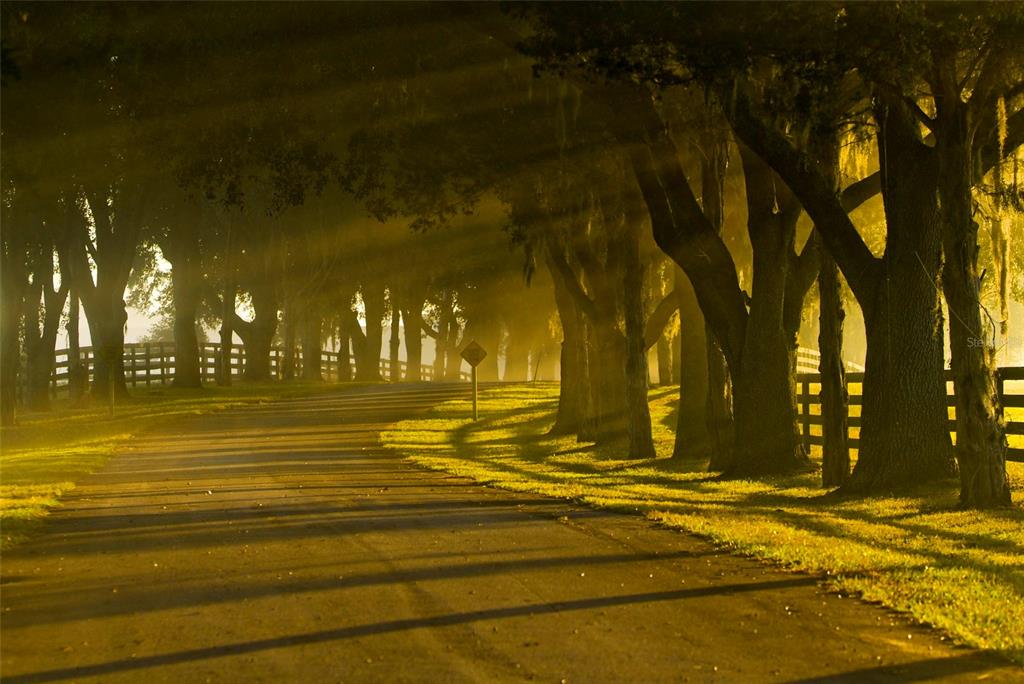 A paved road winds through a tree-lined landscape with wooden fences and golden sunlight — 0 SE 8TH AVENUE, OCALA, FL