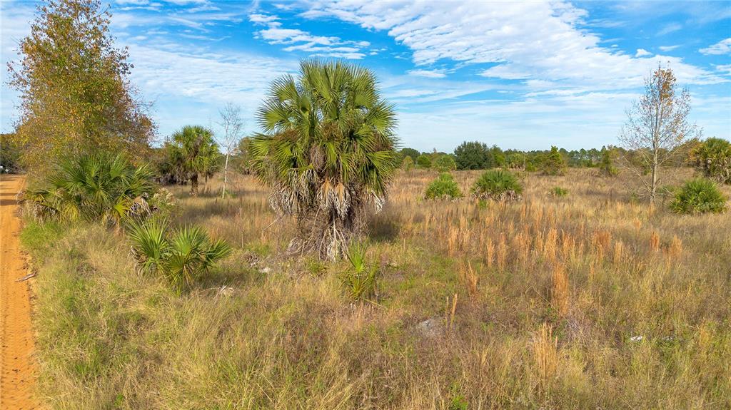 A dirt path runs alongside a grassy field with scattered palm trees and shrubs — 28432 S EICHELBERGER ROAD, TAVARES, FL