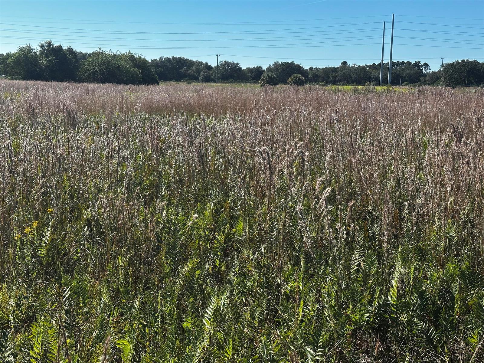 A large, open field of tall, dry grasses and green ferns under a clear sky — 6674 SE 33rd Terrace, Okeechobee FL 34974, OKEECHOBEE, FL