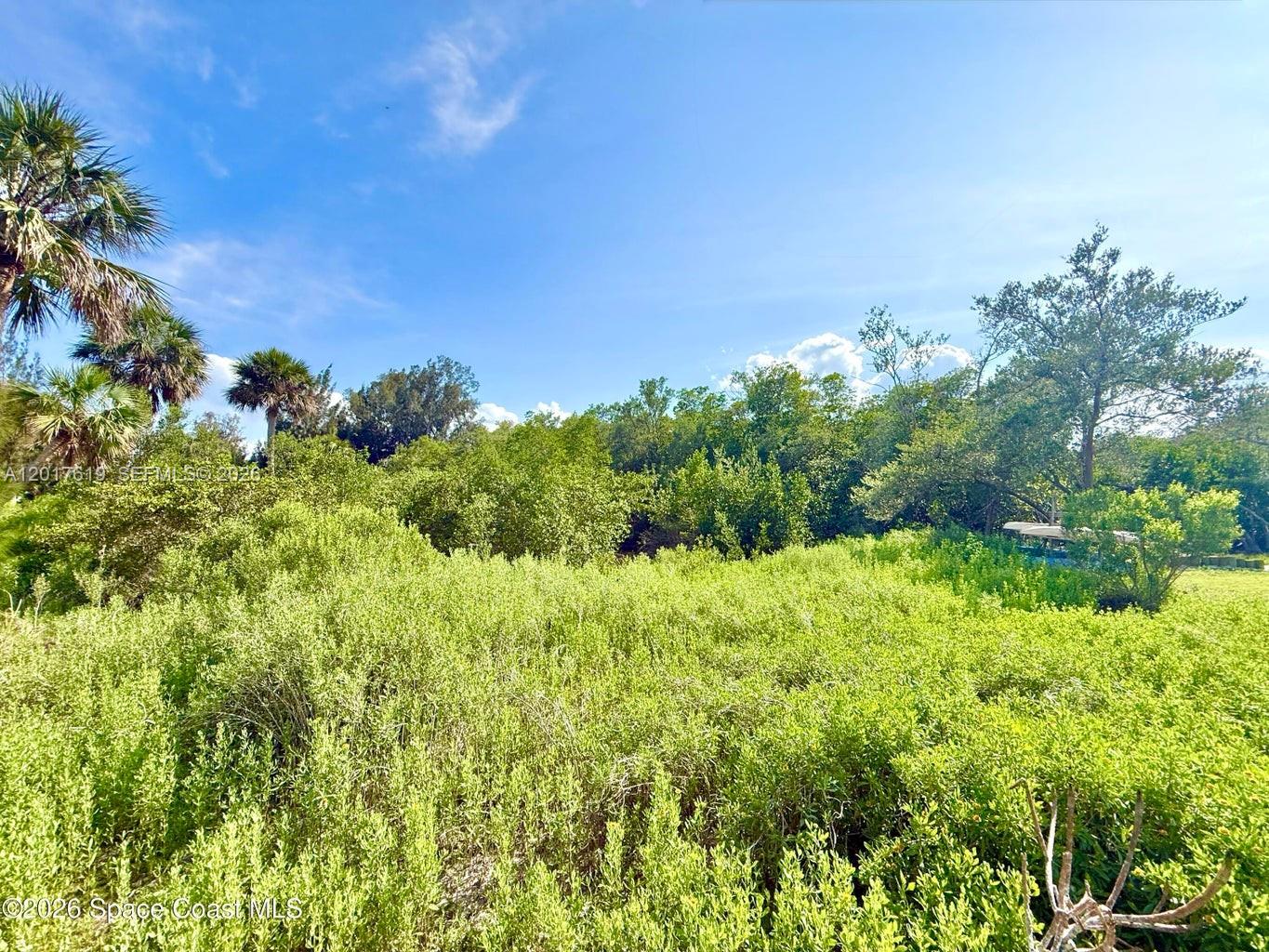 A dense, green thicket of vegetation sits in front of a line of trees — Grant Island, Grant Valkaria FL 32949, GRANT VALKARIA, FL