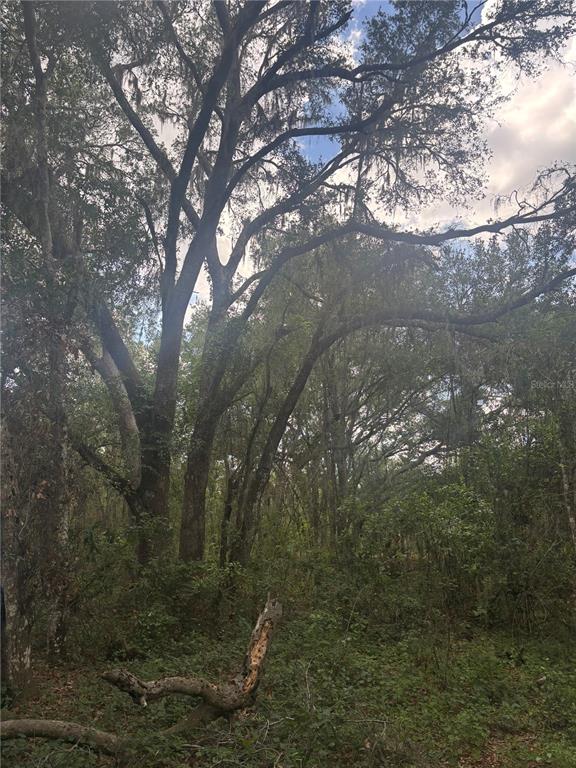 A wooded lot features several large, mature trees with Spanish moss under a blue sky — DEEPWELL DRIVE, BROOKSVILLE, FL