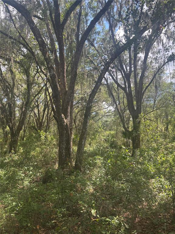 A wooded area featuring several large trees with hanging Spanish moss and dense undergrowth — DEEPWELL DRIVE, BROOKSVILLE, FL