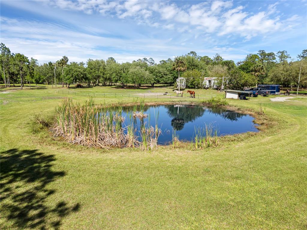 A small pond sits in the center of a grassy field with trees and horses — 2321 WACCASSA STREET, GENEVA, FL