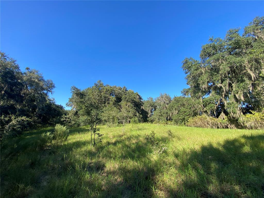 A grassy field is surrounded by mature trees with hanging Spanish moss under a clear sky — 8701 S FRUITION AVENUE, FLORAL CITY, FL