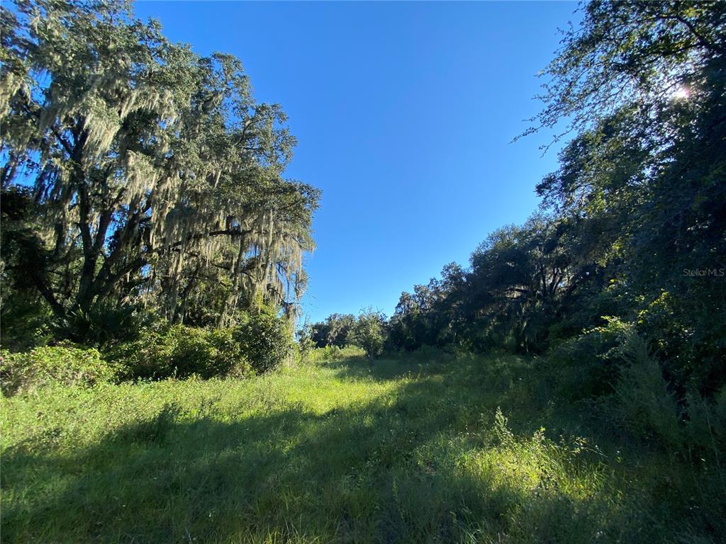 A grassy clearing is surrounded by mature trees with Spanish moss under a clear sky — 8701 S FRUITION AVENUE, FLORAL CITY, FL