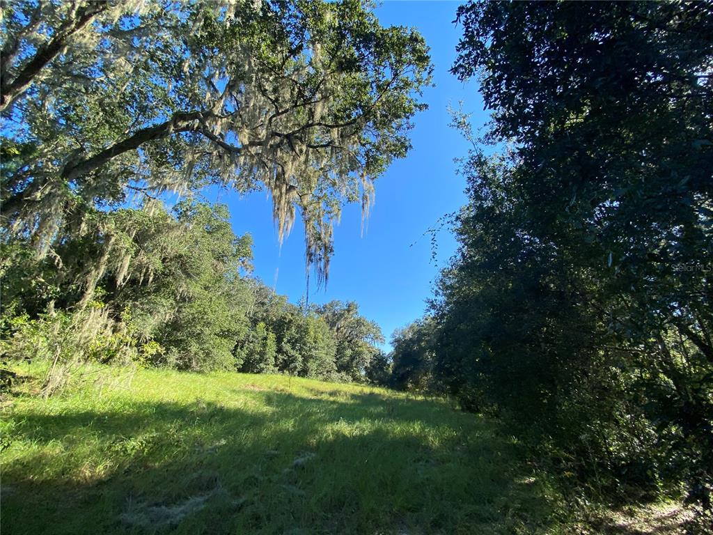 A grassy clearing is surrounded by dense trees with Spanish moss under a clear sky — 8701 S FRUITION AVENUE, FLORAL CITY, FL
