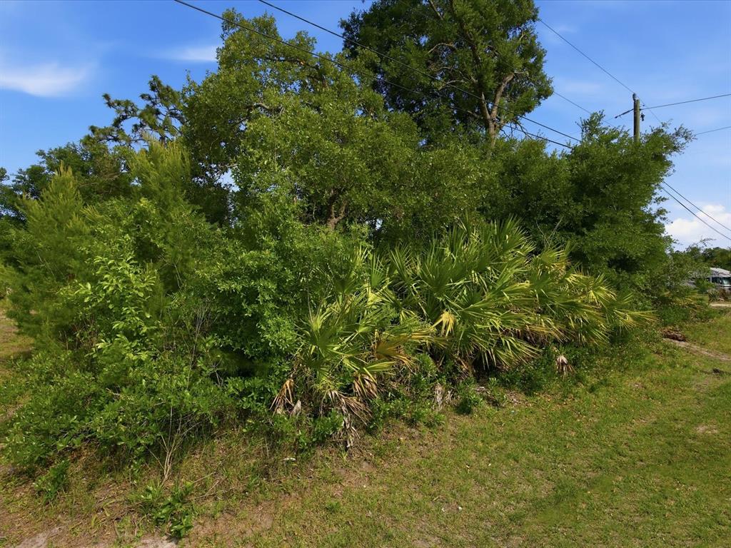 A dense cluster of trees and palmetto bushes grows along a grassy roadside — 1001 10TH AVENUE, DELAND, FL