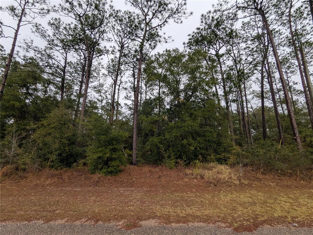 A wooded lot with tall pine trees and dense undergrowth borders a paved road — 2737 W BLINK DRIVE, CITRUS SPRINGS, FL