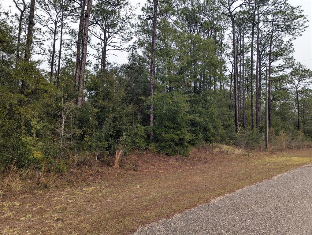 A gravel road runs alongside a wooded lot with tall pine trees and dense underbrush — 2737 W BLINK DRIVE, CITRUS SPRINGS, FL