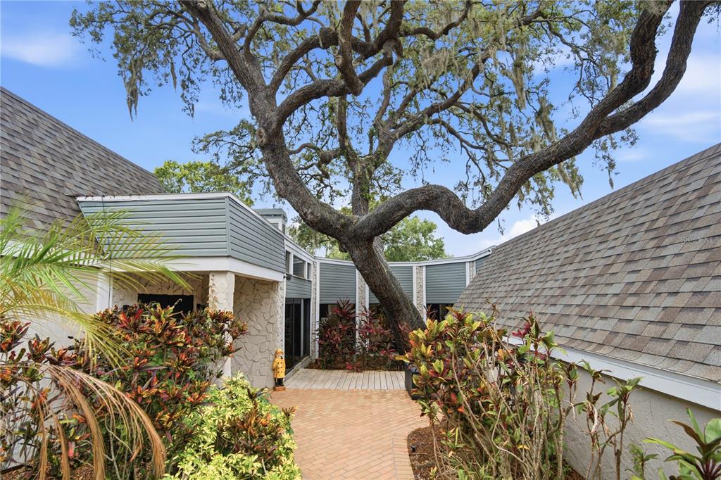 A brick walkway leads to the entrance of a house featuring a large, central tree — 2860 BRIARWOOD LANE, PALM HARBOR, FL