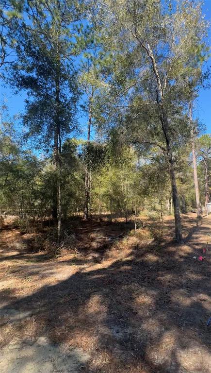 A wooded lot with tall pine trees and scattered brush under a clear blue sky — TBD SW 22ND PLACE, OCALA, FL