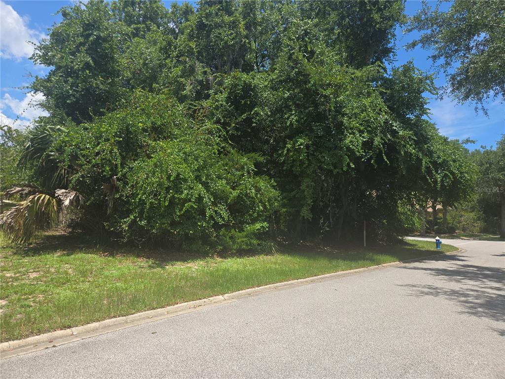 A dense, wooded vacant lot sits along a paved residential street with a fire hydrant — 29 CREEKSIDE DRIVE, PALM COAST, FL