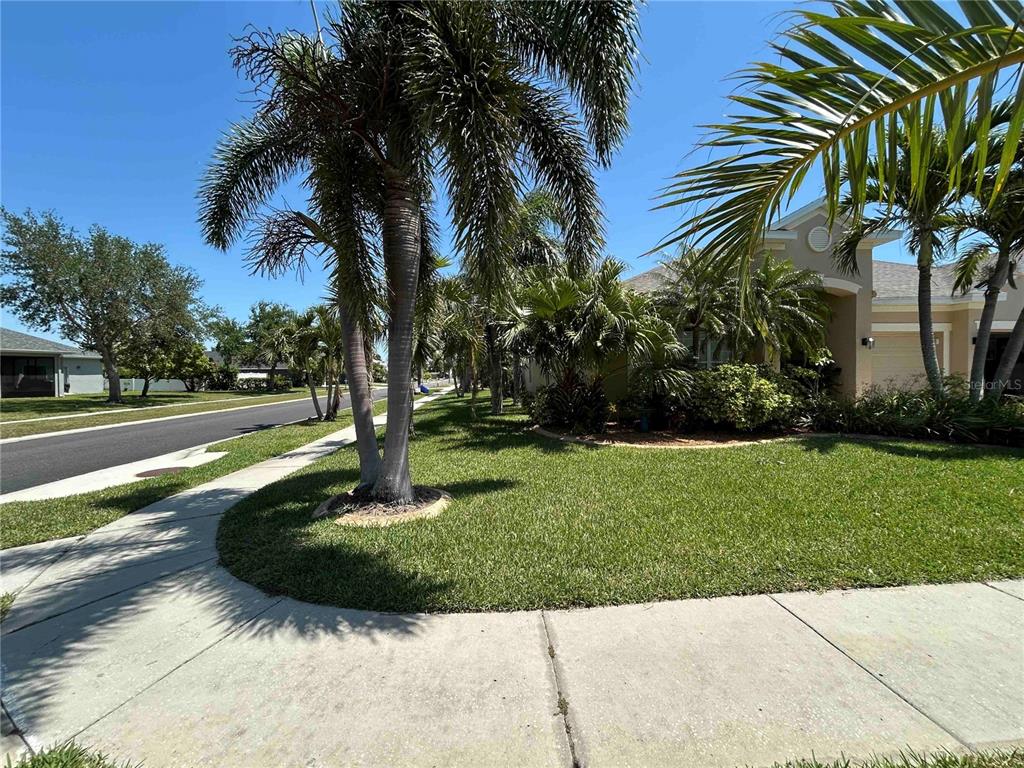 A palm-lined front yard with a green lawn and a concrete sidewalk in a neighborhood — 443 YORK DALE DRIVE, RUSKIN, FL
