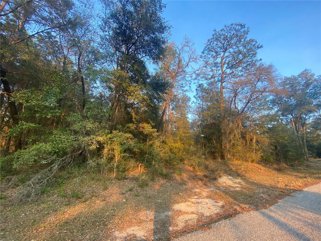 A wooded, undeveloped lot sits adjacent to a paved road under a clear blue sky — Lot 28 SW 206 CIRCLE, DUNNELLON, FL