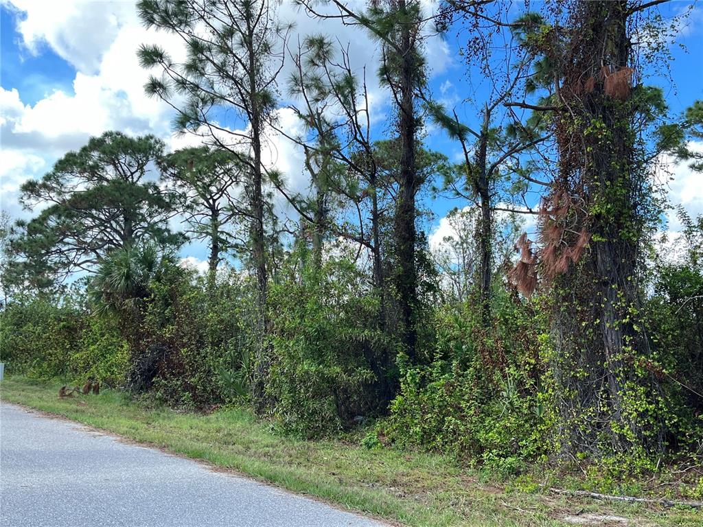 A paved road runs alongside a wooded lot with tall pine trees and dense undergrowth — 12438 DEEPWOODS AVENUE, PORT CHARLOTTE, FL