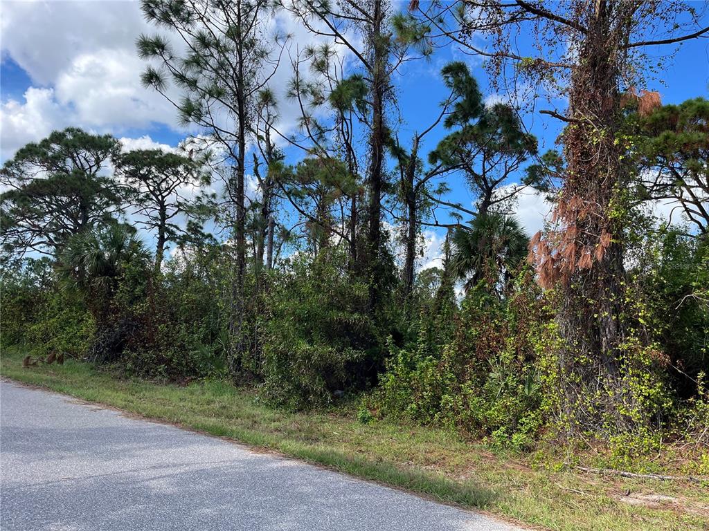 A paved road runs alongside a wooded lot filled with pine trees and dense vegetation — 12438 DEEPWOODS AVENUE, PORT CHARLOTTE, FL
