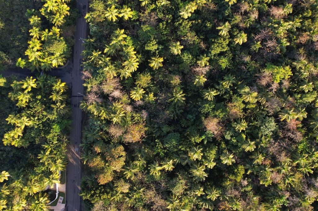 An aerial view shows a paved road running through a dense, tree-filled tropical landscape — PR-968 KM 2.2 LAS PICUAS, RIO GRANDE, PR