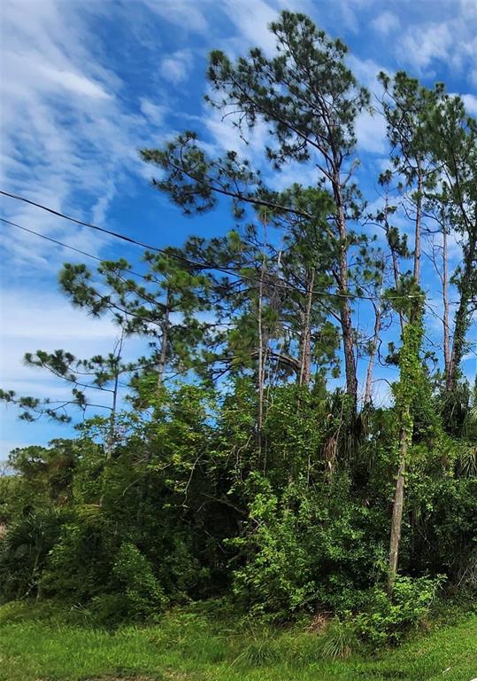 A view of tall pine trees and dense green vegetation under a blue sky — 0 APOLLO AVENUE, NORTH PORT, FL