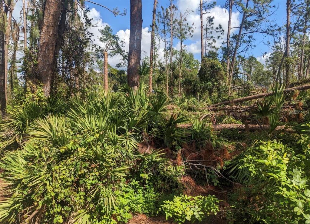A wooded lot features dense palmetto bushes and several tall pine trees under a blue sky — 0 APOLLO AVENUE, NORTH PORT, FL