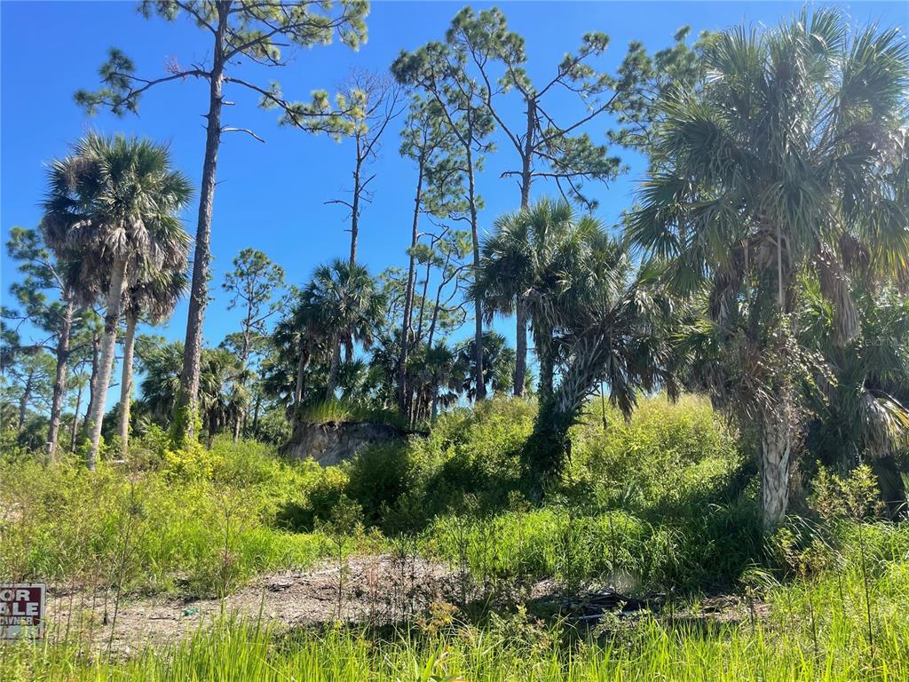 A vacant, overgrown lot features tall pine trees, palm trees, and a small "for sale" sign — 1221 UNDERHILL CIRCLE, PORT CHARLOTTE, FL
