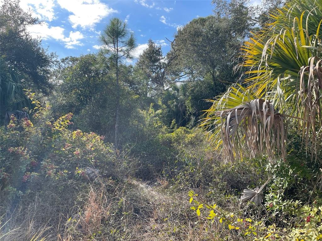 A dense, wooded lot features a variety of native trees, shrubs, and palmettos — ABATE AVENUE Lot 10, NORTH PORT, FL