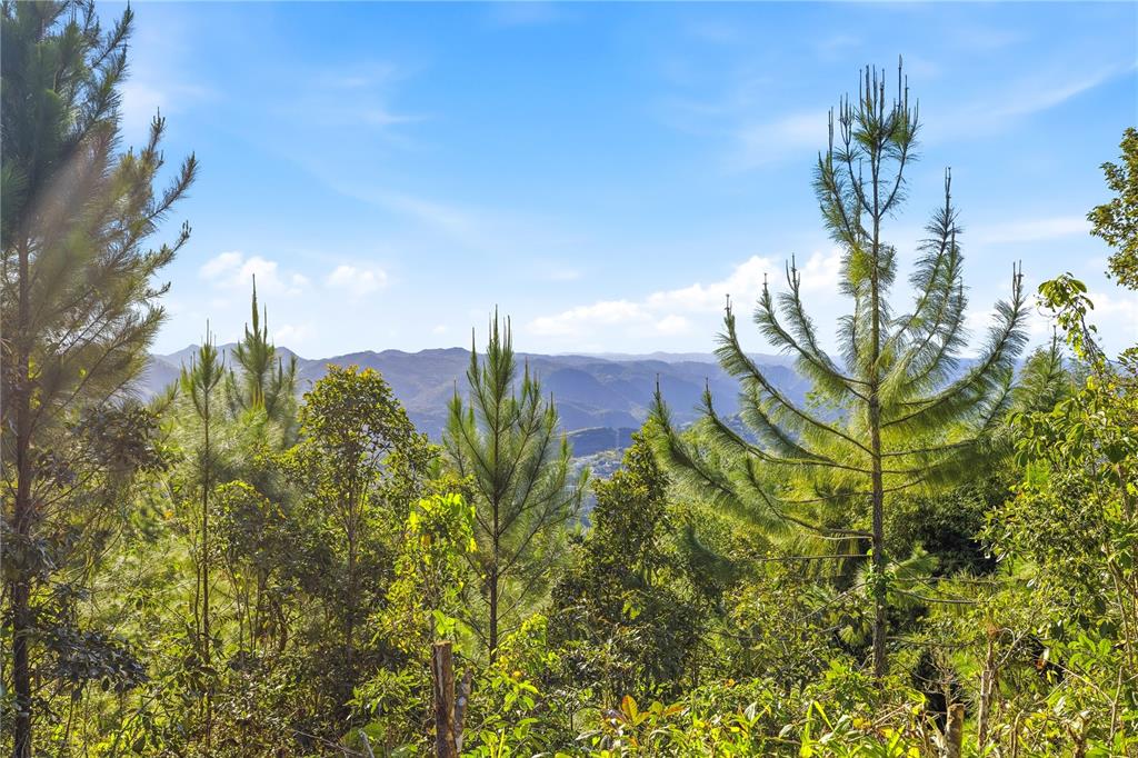 A view of a lush, forested hillside with tall pine trees overlooking distant mountain ranges — RD15 KM20.6 BO. QUEBRADA ARRIBA, CAYEY, PR