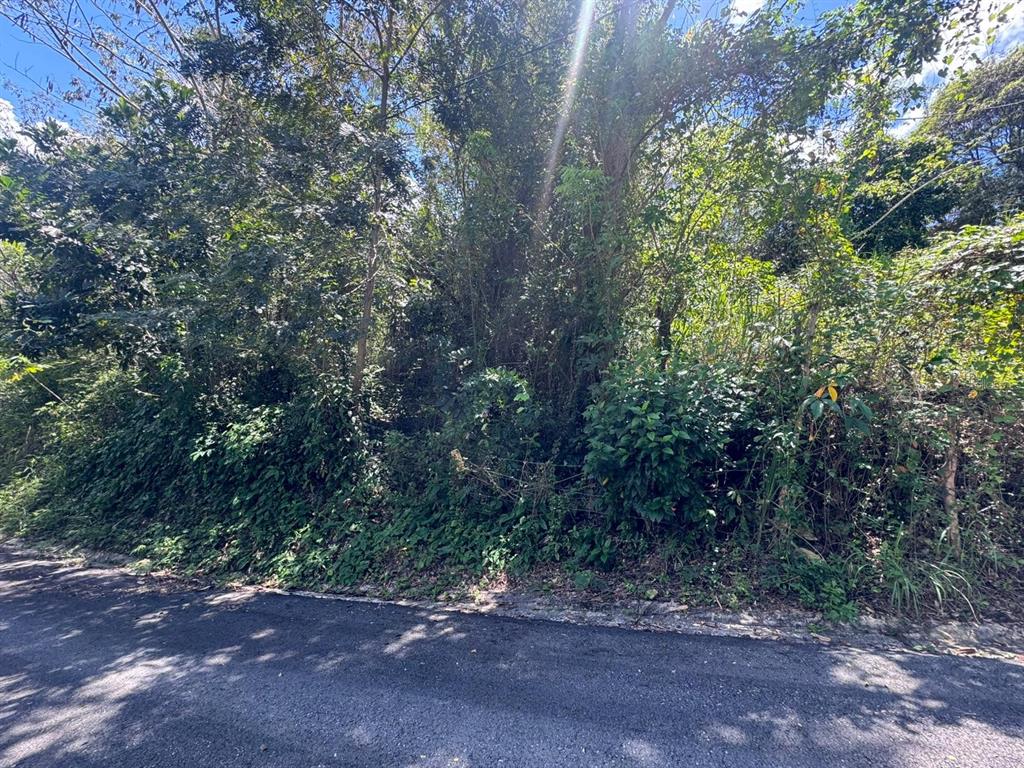 A view of a densely wooded, sloped lot bordering an asphalt road — BO. GUANAJIBO, HORMIGUEROS, PR