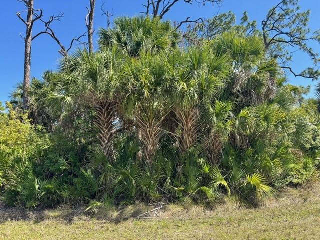 A cluster of palm trees stands in a grassy field under a clear blue sky — 5102 HOPKINS AVENUE, PORT CHARLOTTE, FL