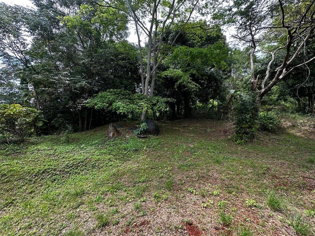 A grassy, sloped lot with scattered trees and a large rock in a wooded area — PR-354 KM 6.4 MARINI COMMUNITY - QUEMADO WARD, MAYAGUEZ, PR
