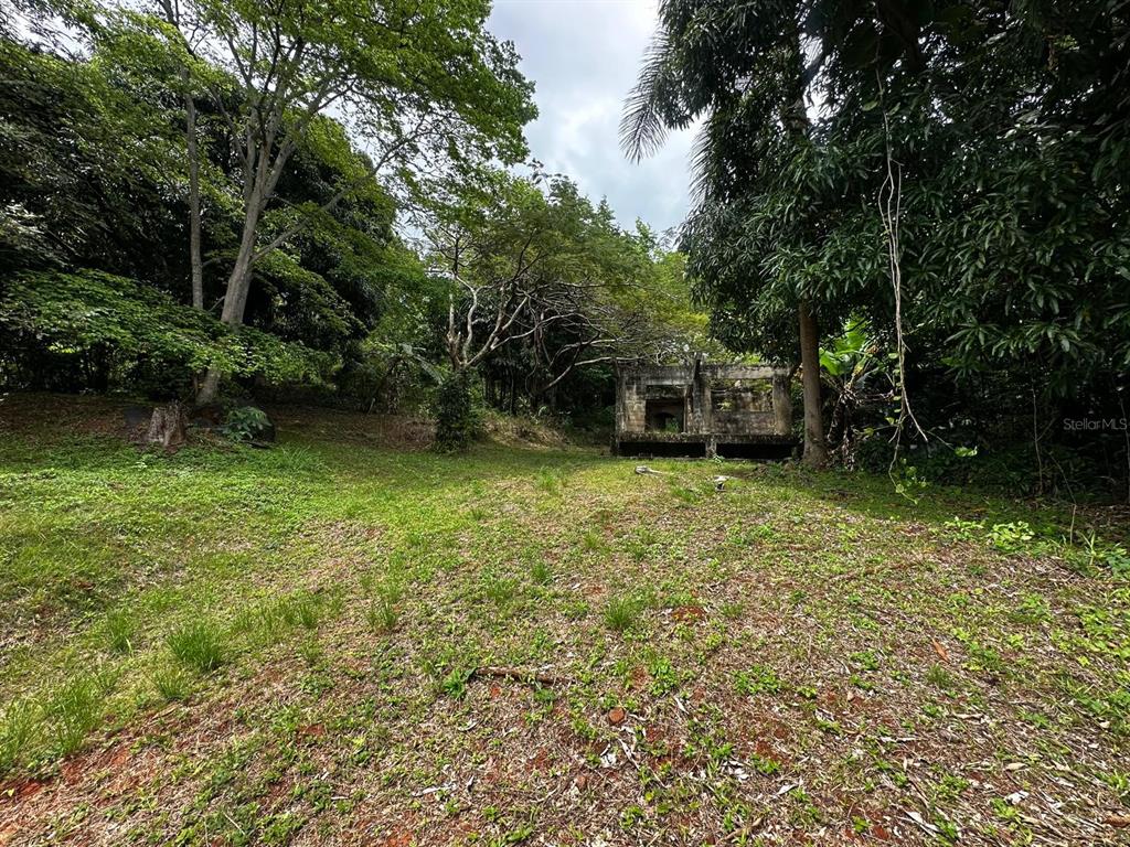 A grassy lot features a small, dilapidated concrete structure surrounded by dense trees — PR-354 KM 6.4 MARINI COMMUNITY - QUEMADO WARD, MAYAGUEZ, PR
