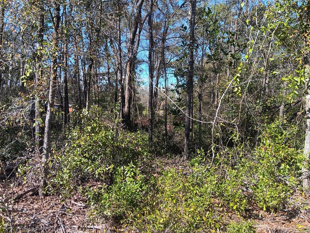 155 PALM DRIVE, BRONSON, FL — photo 2 of 7