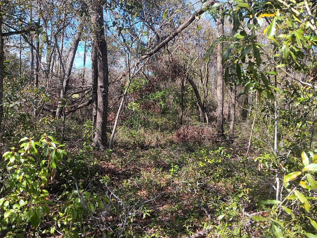 155 PALM DRIVE, BRONSON, FL — photo 4 of 7