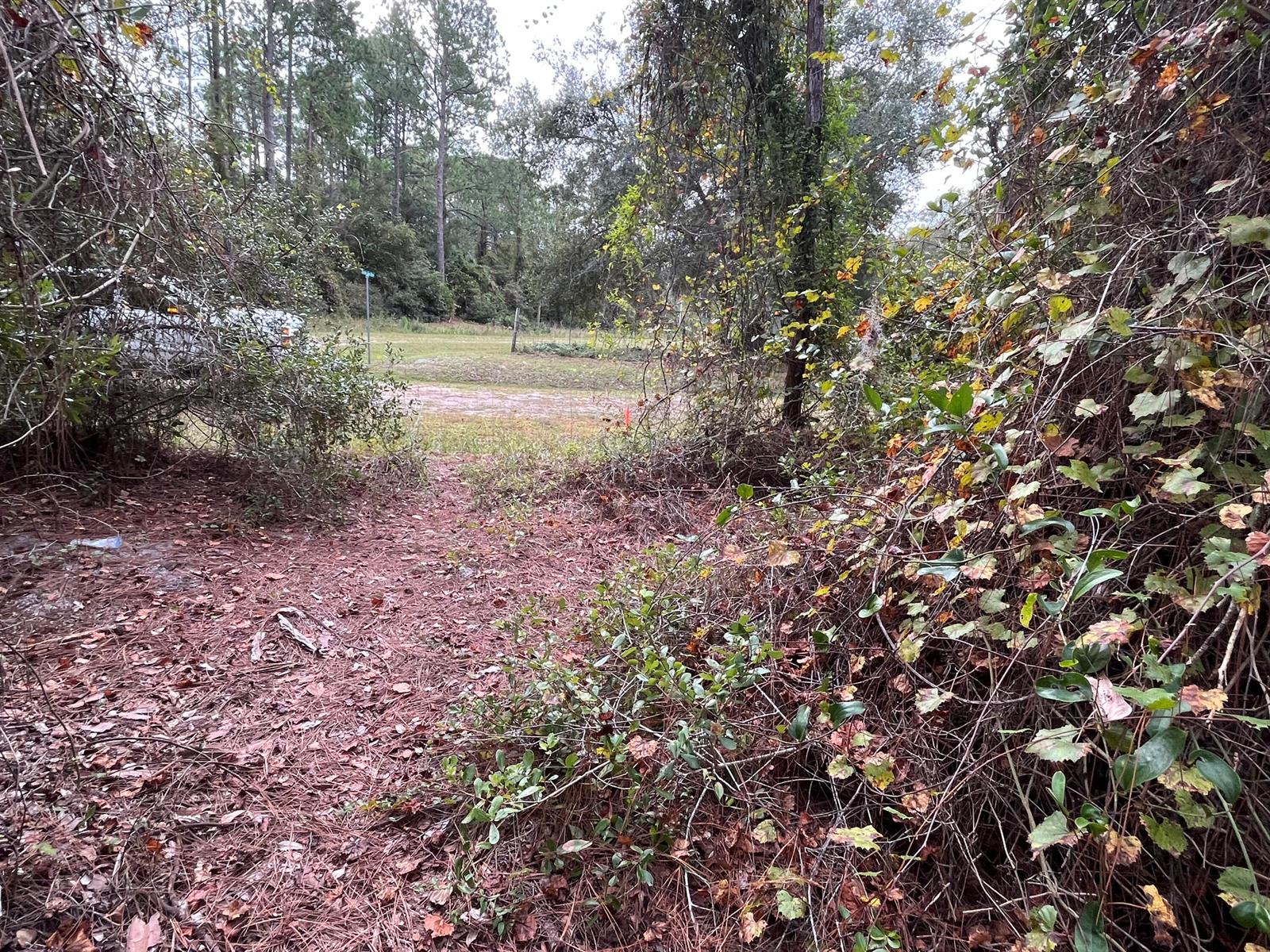 A view from a wooded area looking out toward a grassy field and trees — 108 SE 5th Street, FL 32139, FL