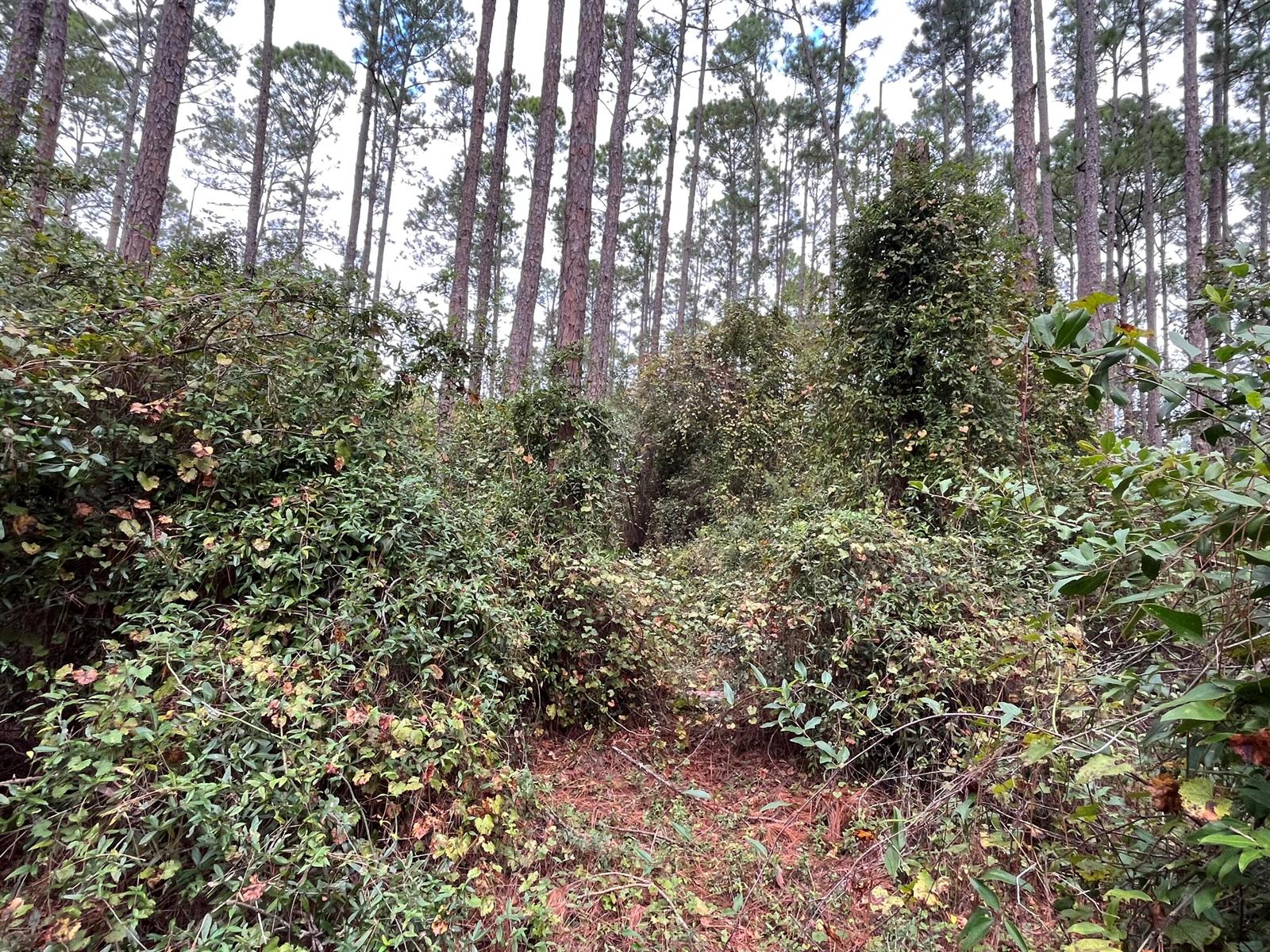 A dense thicket of green shrubs and vines grows beneath a tall pine forest — 108 SE 5th Street, FL 32139, FL