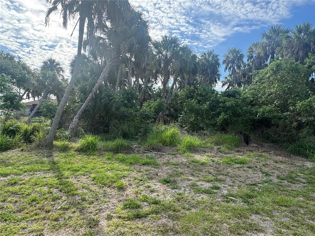A grassy lot features a dense cluster of palm trees and thick vegetation under a sky — Lot 1 MULGRAVE AVENUE, NORTH PORT, FL