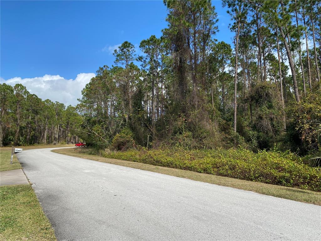 A paved road curves past a wooded lot with dense vegetation and tall pine trees — 31004 SECRETARIAT TRAIL, LEESBURG, FL