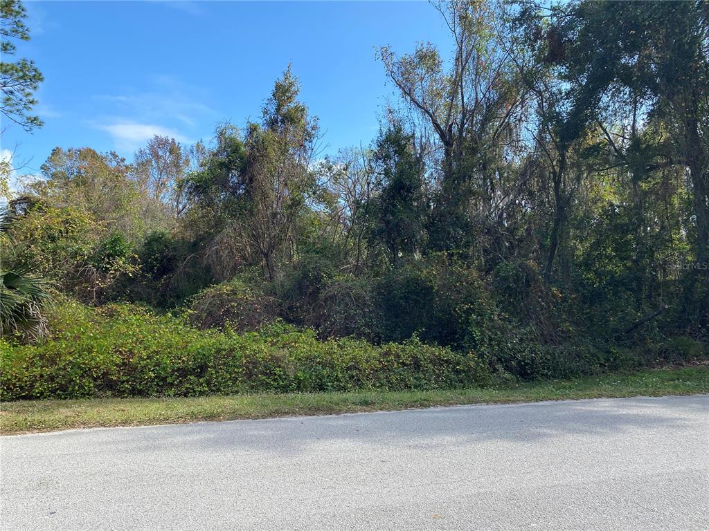 A paved road runs in front of a densely wooded, undeveloped plot of land — 31004 SECRETARIAT TRAIL, LEESBURG, FL