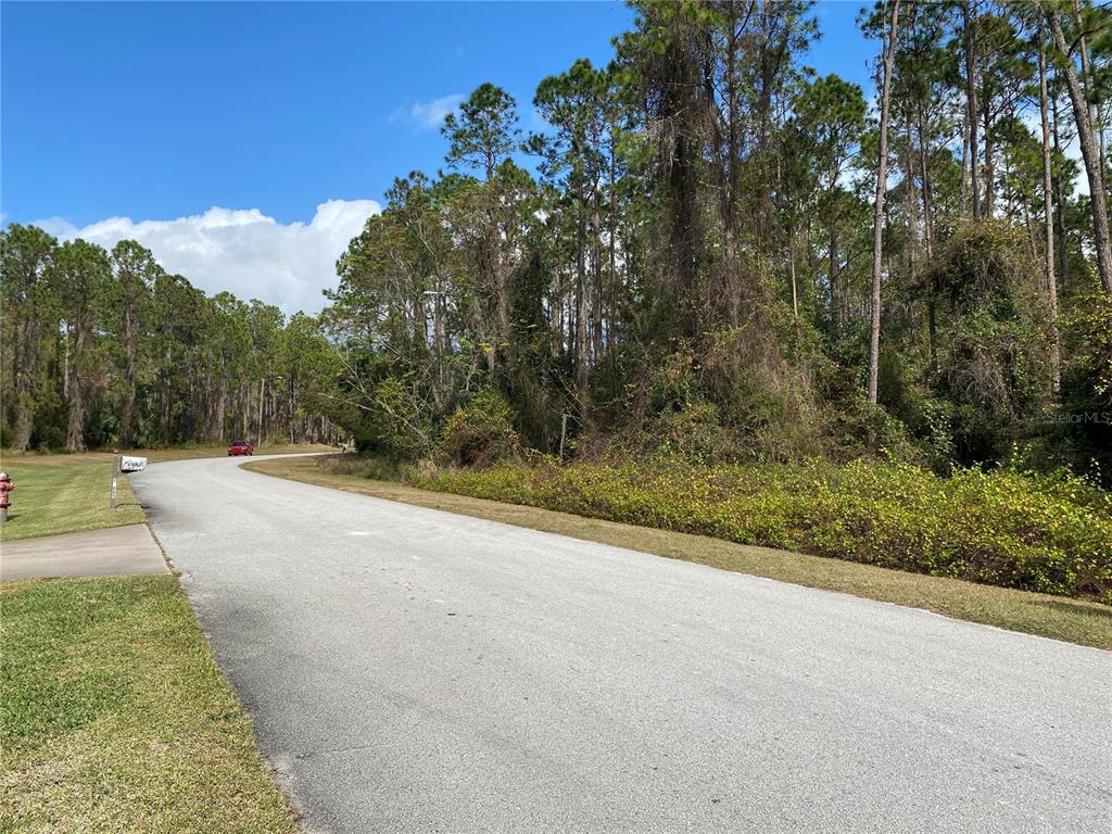 A paved road curves past a wooded lot with dense vegetation and tall pine trees — 31004 SECRETARIAT TRAIL, LEESBURG, FL