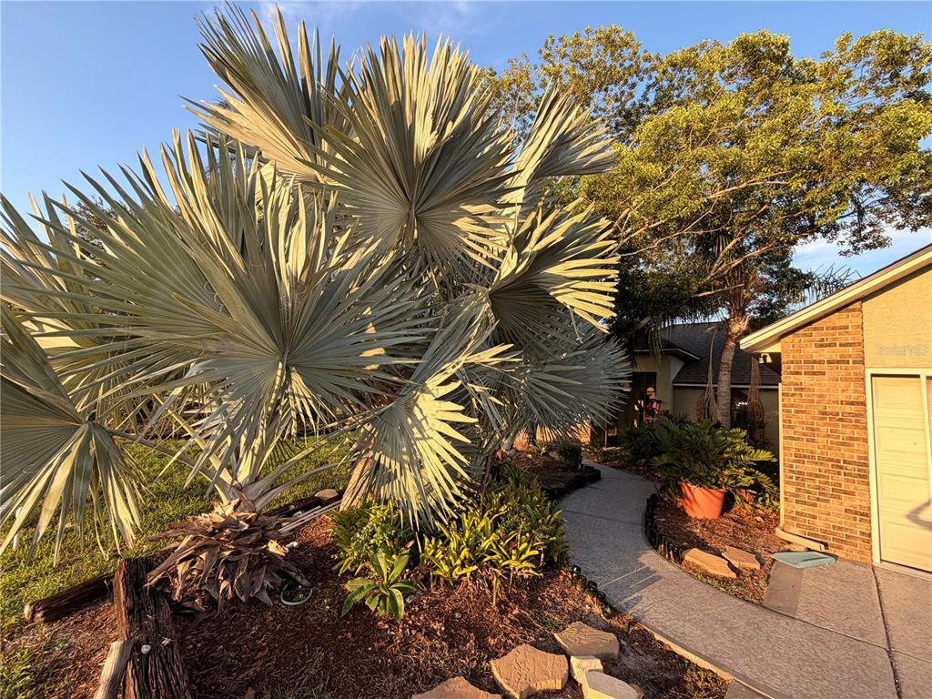 A large silver palm tree stands in a front yard next to a brick house — 1015 CALLE ROSA PLACE, SUN CITY CENTER, FL
