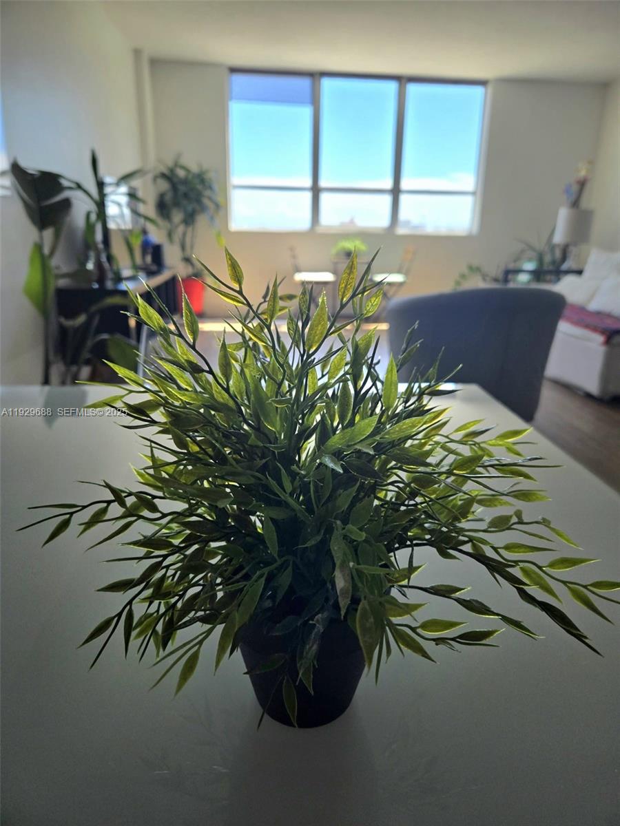 A potted plant sits on a table in a living room with large windows — 1500 Bay Rd # 1178S, Miami Beach FL 33139, MIAMI BEACH, FL
