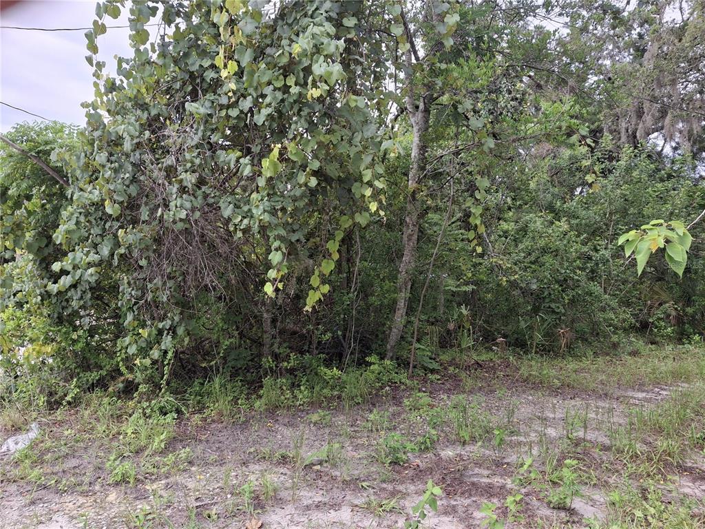 A view of a densely wooded, overgrown lot with sandy ground in the foreground — 15371 WINNER LANE, HUDSON, FL