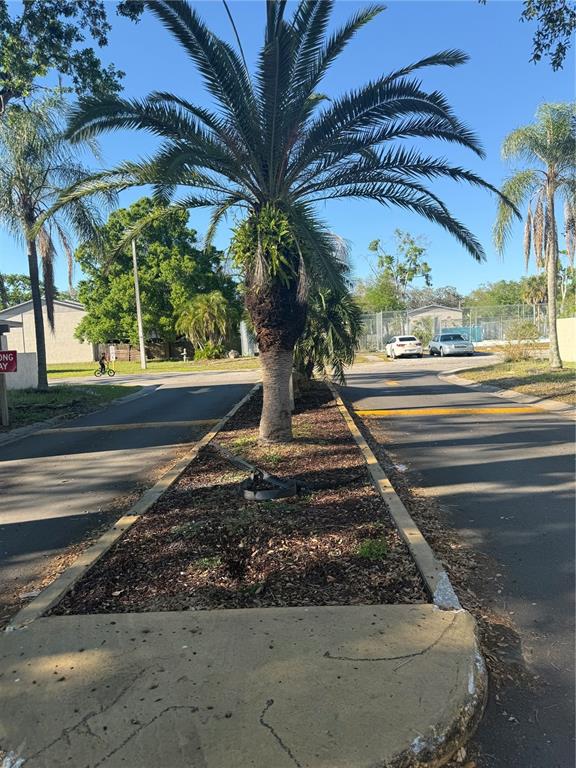 A palm tree stands in a landscaped median between two paved roads — 5118 TENNIS COURT CIRCLE, TAMPA, FL