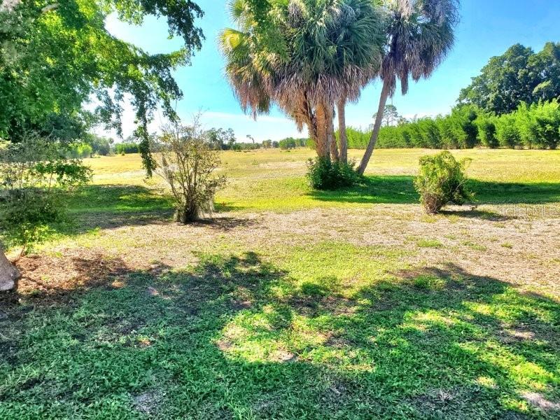 A grassy, open lot features a large palm tree and scattered shrubs under a blue sky — 2451 AQUILOS COURT, PORT CHARLOTTE, FL