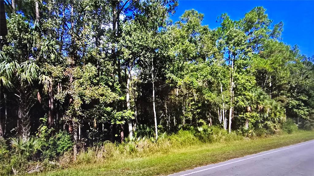 A paved road runs alongside a dense, wooded area featuring various trees and palmettos — 00 E HIGHWAY 316, FORT MC COY, FL