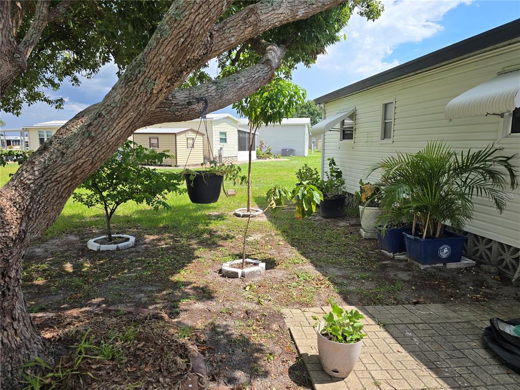 A yard with a large tree, potted plants, and a mobile home exterior — 5316 53RD AVENUE E UNIT A21, BRADENTON, FL